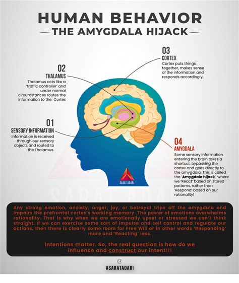 human behavior  amygdala hijack