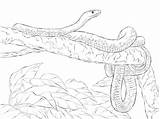 Mamba Snakes Reticulated Supercoloring Designlooter Reptiles Kolorowanki sketch template