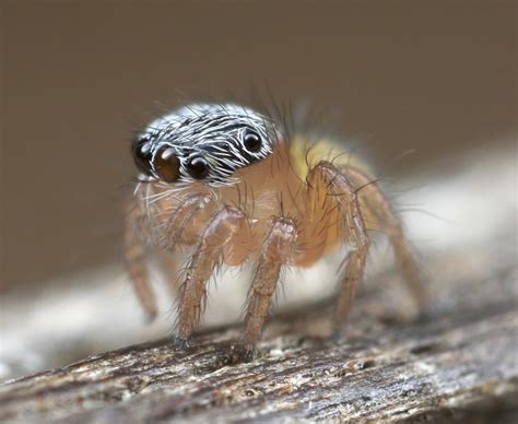 jumping spiders   land