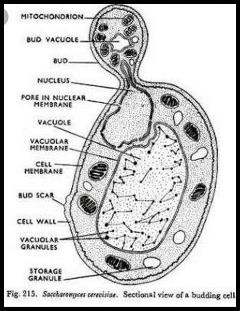 draw   labelled diagram  yeast science reproduction  animals