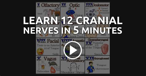 cranial nerves mnemonics in under 5 minutes qd nurses