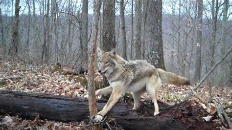 coyote trapping youtube