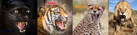 Black Panther Vs Tiger Vs Lion Vs Cheetah Cat Wars