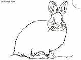 Arctic Tundra Hare sketch template