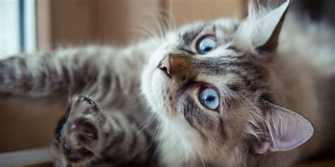 woman spent   save  cat  cancer  huffington post