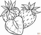 Strawberries sketch template