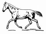 Horse Coloring Trotting sketch template