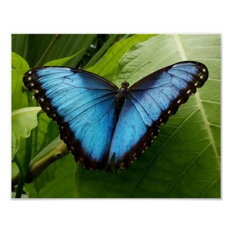 blue morpho butterfly nature photography poster blue morpho butterfly