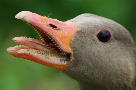geese  teeth    spikes   tongues science times