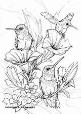 Coloring Hummingbird Pages Printable Print Getcolorings Color sketch template