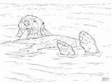 Coloring Otter Sea Floating Drawing Printable sketch template