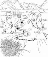 Prairie Dog Coloring Pages Grassland Drawing Sheet Dogs Kids Grasslands Animals Print Sketch Clipart Popular Template Getdrawings sketch template