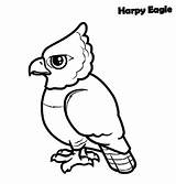 Harpy Sunbird sketch template