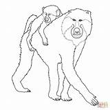 Baboon Baby Coloring Pages Drawing Mohter sketch template
