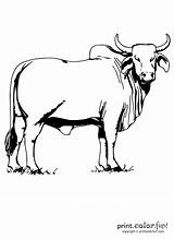 Bull Brahman Coloring Pages Printable Color Cattle Print Beef Animals Printcolorfun Powered Results sketch template