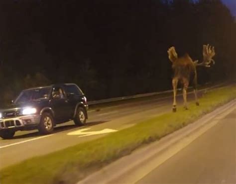 giant moose takes  stroll  alaska highway inquirer