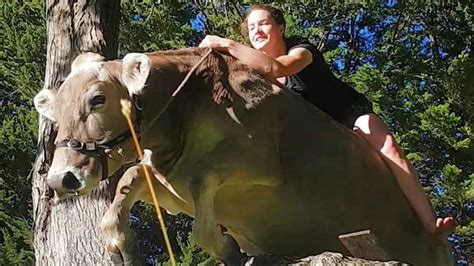 This Girl Rides A Cow Like It’s No Big Deal Explore Awesome