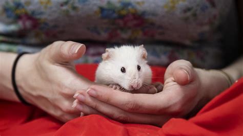 Top Tips For Looking After A Hamster Blue Cross