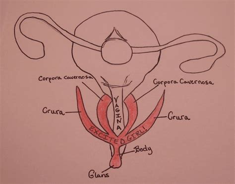 vaginal diagram the secret anatomy to unlocking full body