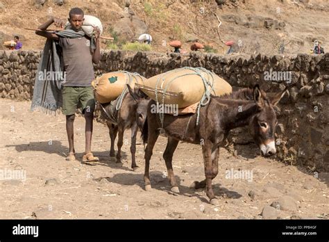 donkey carrying goods  res stock photography  images alamy