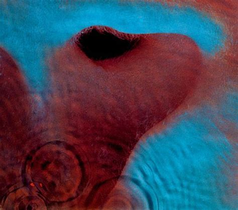 Meddle Pink Floyd Songs Reviews Credits Allmusic