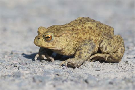 wildlife column    toad   frog  voice