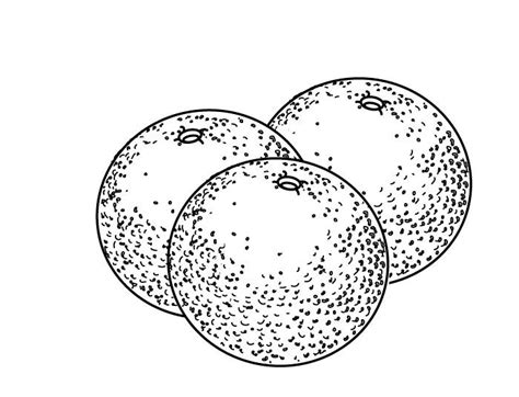oranges coloring pages  coloring pages  kids fruit coloring