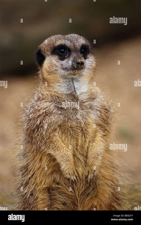 meerkat  sandy nose stock photo alamy