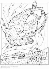 Leopardo Seeleopard Foca Colorare Malvorlage Ausmalbilder Schulbilder Große Educolor sketch template