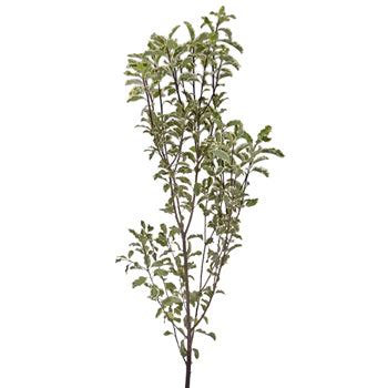 mini variegated pittosporum greenery fiftyflowerscom