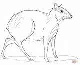 Deer Mouse Coloring Drawing Pages Greater Whitetail Fallow Getdrawings sketch template