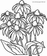 Coloring Pages Flower Printable Flowers Color Kids Sheets Line Book sketch template
