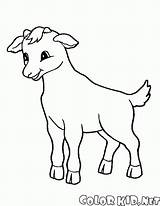 Cabra Ziegen Cabras Capra Goat Colorkid Kolorowanki Kozy Schafe Kolorowanka Colorir Goats Imprimir Owce Ovejas Pequena Caprinos Dzieci sketch template