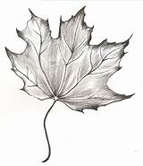 Leaf Drawing Pencil Maple Leaves Sketch Drawings Deviantart Sketches Fall Simple Tree Charcoal Getdrawings Flower Random Choose Board sketch template