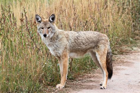 reasons coyote fox removal  control    westchester county  york pinnacle