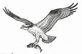 Osprey Animalstown Animal sketch template