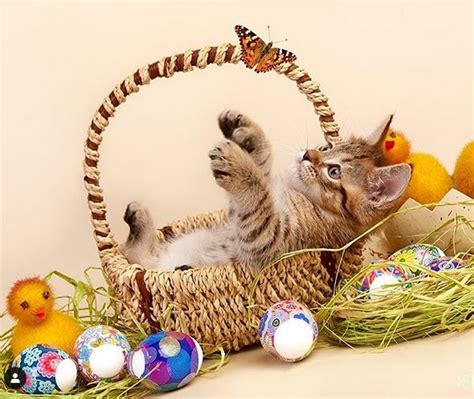 16 Hilarious Pictures Of Cats Who Believe That Easter Basket Is Made