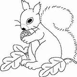 Coloring Pages Fall Squirrel Erika Picasaweb Google sketch template