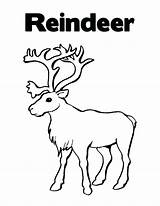 Coloring Reindeer Pages Antlers Getcolorings Book sketch template