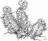Fissuratus Supercoloring Ariocarpus Pelecyphora Cacti Voorbeeldsjabloon sketch template