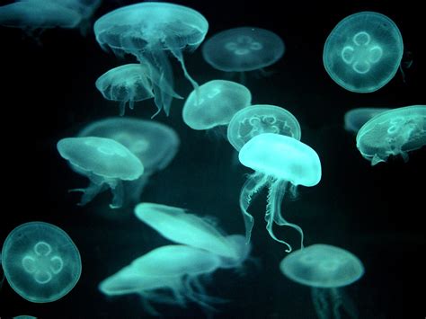jellyfish animal wildlife