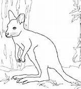 Wallaby Coloring Necked Baby Red sketch template