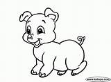 Pig Cute Coloring Pages Printable Pigs Baby Drawing Animals Everfreecoloring Drawings Getdrawings sketch template