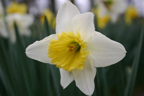 daffodil  jonquil identification walter reeves  georgia gardener