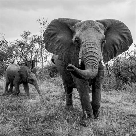 golden states elephant ivory rhino horn trade global