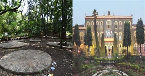 fully grown subabul trees  axed    pune college campus   pm modis visit