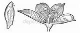 Liliaceae Designlooter Hellebore sketch template