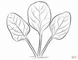 Spinach Coloring Pages Leaves Template sketch template