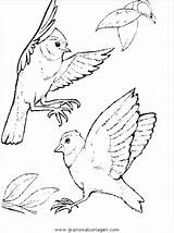 Uccelli Animali Vogel Ausmalbilder Colorare Disegni Ausmalen Ovipari Vogelhochzeit Malvorlage Verschiedene Tiere Boyama 2482 Condividi sketch template
