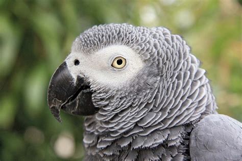 african gray parrot bird britannica